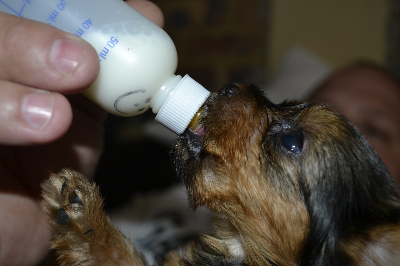 The Benefits of Feeding Pets Small Meals Throughout the Day